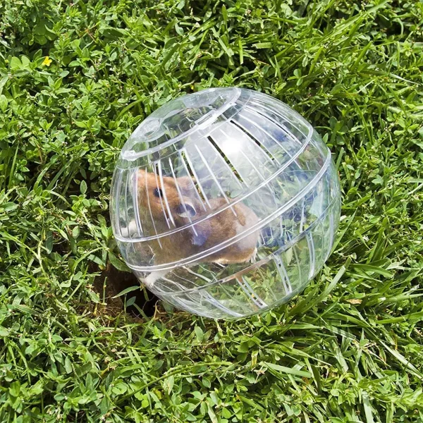 Rouette D'exercice Transparente Pour Hamster